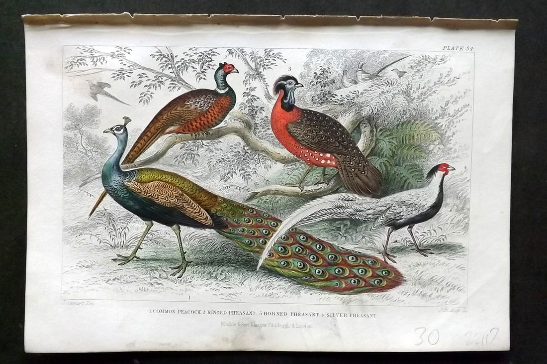 Goldsmith, Oliver 1866 HCol Bird Print. Peacock, Ringed Pheasant, Horned Pheasant 54: Hand Colored Steel Engraving Published 1866 by Blackie & Son, London for "A History of the Earth and Animated Nature"by Oliver Goldsmith. Paper Size: 9.5 x 6 inch (24 x 16cm) Good Condition
