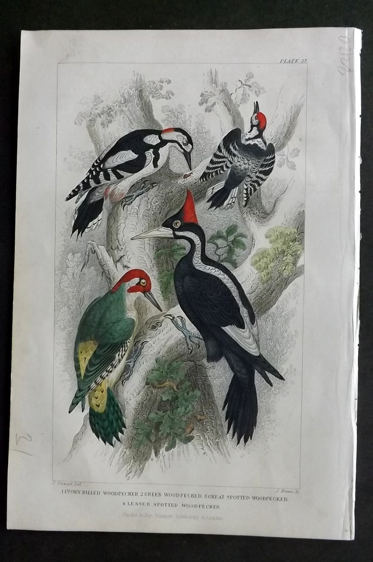 Goldsmith, Oliver 1866 HC Bird Print. Ivory Billed Woodpecker, Green Woodpecker 57: Hand Colored Steel Engraving Published 1866 by Blackie & Son, London for "A History of the Earth and Animated Nature"by Oliver Goldsmith. Paper Size: 9.5 x 6 inch (24 x 16cm) Good Condition