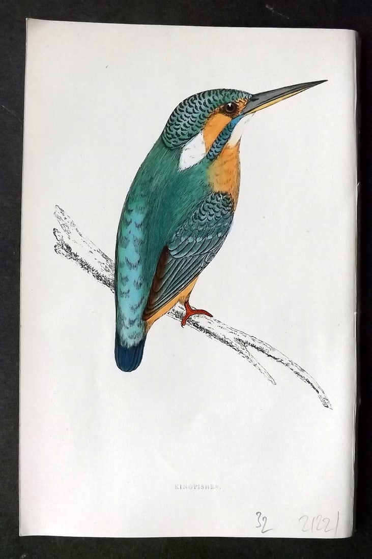 Morris, Francis 1860s Hand Col Bird Print. Kingfisher: Woodblock Published 1863-7, London for "A History of British Birds" by the Rev. Francis Orpen Morris. Printed in colours and finished by hand. Paper Size: 7.5 x 5 inch (19 x 12cm) Good Condition