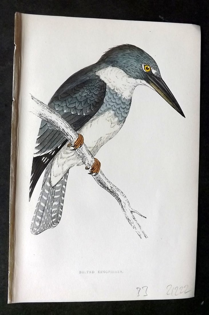 Morris, Francis 1860s Hand Col Bird Print. Belted Kingfisher: Woodblock Published 1863-7, London for "A History of British Birds" by the Rev. Francis Orpen Morris. Printed in colours and finished by hand. Paper Size: 7.5 x 5 inch (19 x 12cm) Good Condition