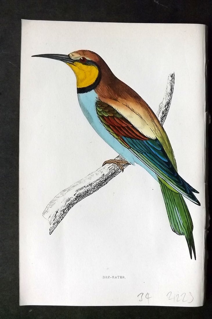 Morris, Francis 1860s Hand Col Bird Print. Bee Eater: Woodblock Published 1863-7, London for "A History of British Birds" by the Rev. Francis Orpen Morris. Printed in colours and finished by hand. Paper Size: 7.5 x 5 inch (19 x 12cm) Good Condition