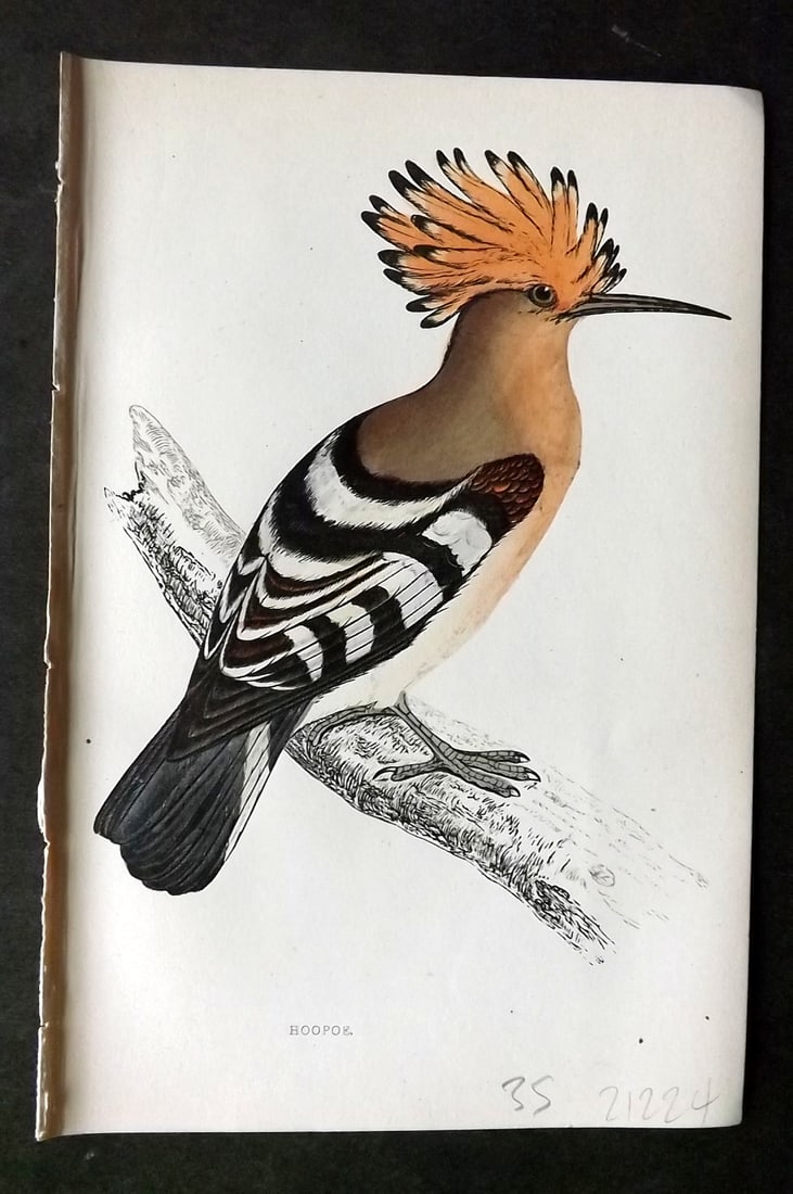 Morris, Francis 1860s Hand Col Bird Print. Hoopoe: Woodblock Published 1863-7, London for "A History of British Birds" by the Rev. Francis Orpen Morris. Printed in colours and finished by hand. Paper Size: 7.5 x 5 inch (19 x 12cm) Good Condition