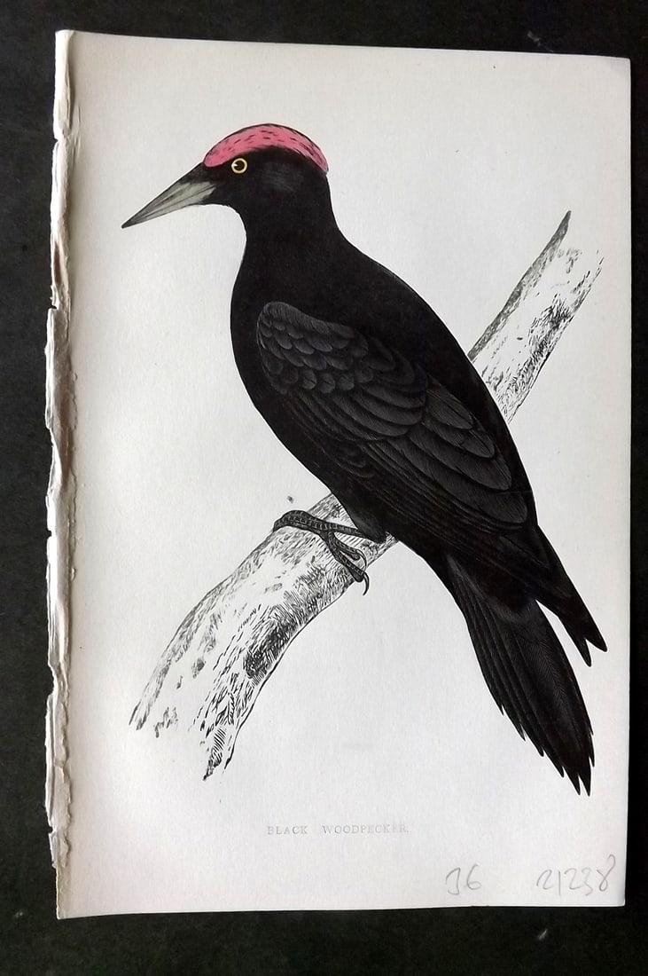 Morris, Francis 1860s Hand Col Bird Print. Black Woodpecker: Woodblock Published 1863-7, London for "A History of British Birds" by the Rev. Francis Orpen Morris. Printed in colours and finished by hand. Paper Size: 7.5 x 5 inch (19 x 12cm) Good Condition