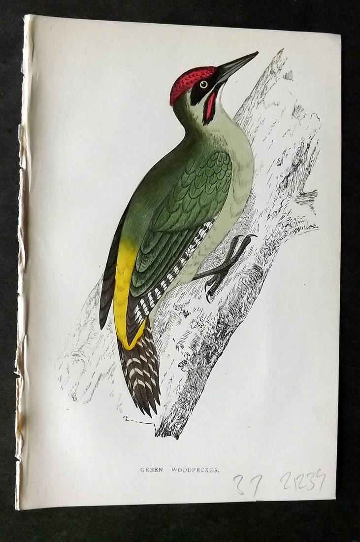 Morris, Francis 1860s Hand Col Bird Print. Green Woodpecker: Woodblock Published 1863-7, London for "A History of British Birds" by the Rev. Francis Orpen Morris. Printed in colours and finished by hand. Paper Size: 7.5 x 5 inch (19 x 12cm) Good Condition
