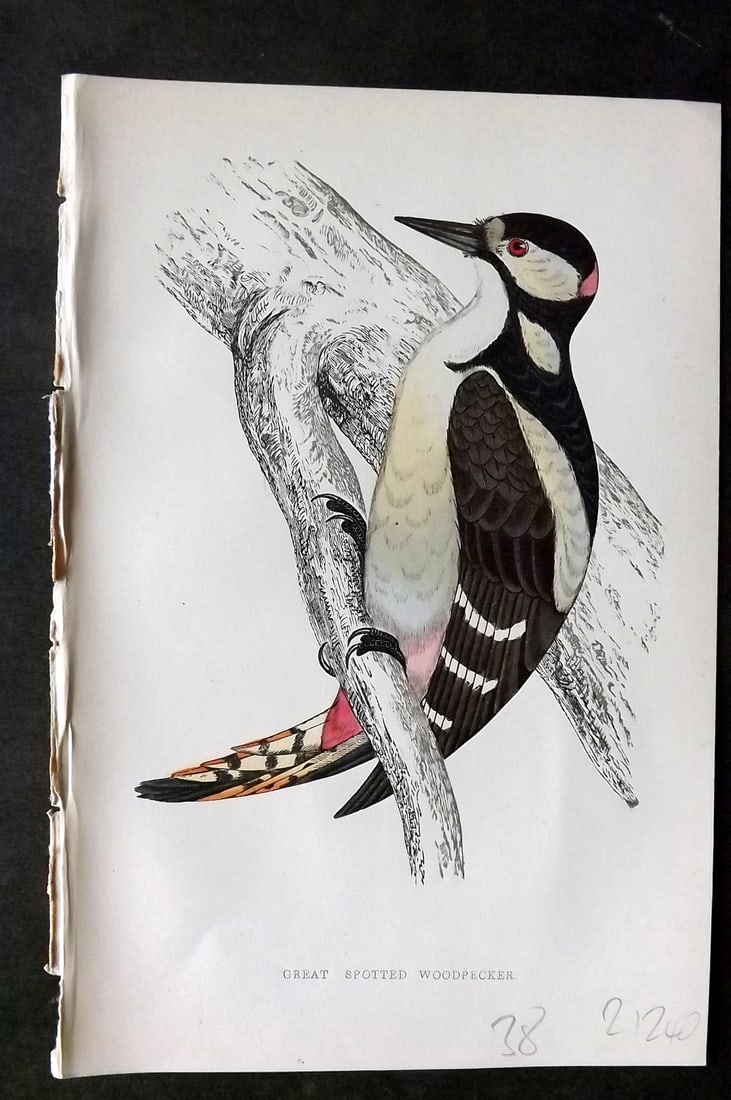 Morris, Francis 1860s Hand Col Bird Print. Great Spotted Woodpecker: Woodblock Published 1863-7, London for "A History of British Birds" by the Rev. Francis Orpen Morris. Printed in colours and finished by hand. Paper Size: 7.5 x 5 inch (19 x 12cm) Good Condition