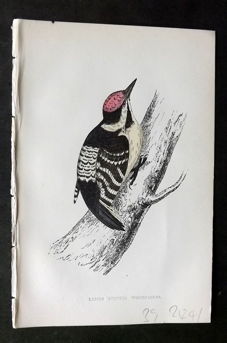 Morris, Francis 1860s Hand Col Bird Print. Lesser Spotted Woodpecker: Woodblock Published 1863-7, London for "A History of British Birds" by the Rev. Francis Orpen Morris. Printed in colours and finished by hand. Paper Size: 7.5 x 5 inch (19 x 12cm) Good Condition