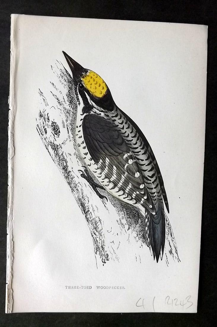 Morris, Francis 1860s Hand Col Bird Print. Three Toed Woodpecker: Woodblock Published 1863-7, London for "A History of British Birds" by the Rev. Francis Orpen Morris. Printed in colours and finished by hand. Paper Size: 7.5 x 5 inch (19 x 12cm) Good Condition