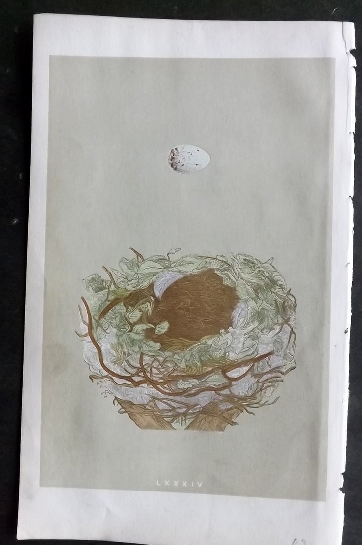 Morris, Francis 1855 Antique Bird Nest & Egg Print. Greenfinch 84: Woodblocks Published 1853-56, London for "A Natural History of the Nests and Eggs of British Birds" First Edition by the Rev. Francis Orpen Morris, printed Benjamin Fawcett. With accompanying descript