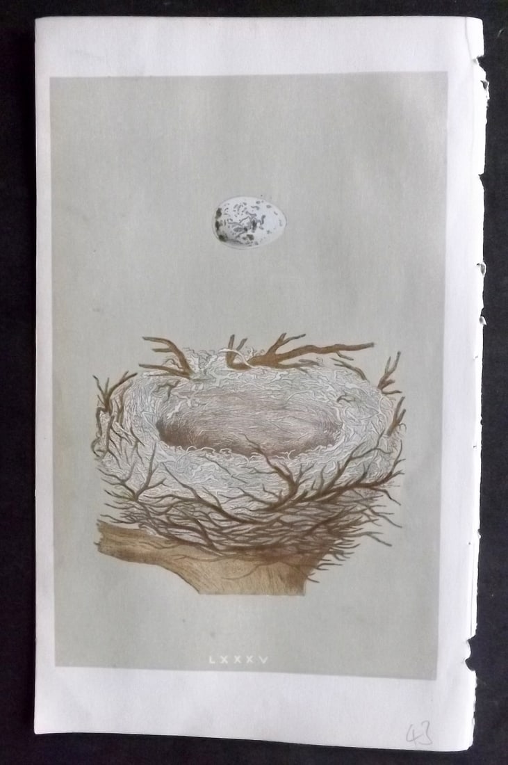 Morris, Francis 1855 Antique Bird Nest & Egg Print. Hawfinch 85: Woodblocks Published 1853-56, London for "A Natural History of the Nests and Eggs of British Birds" First Edition by the Rev. Francis Orpen Morris, printed Benjamin Fawcett. With accompanying descript