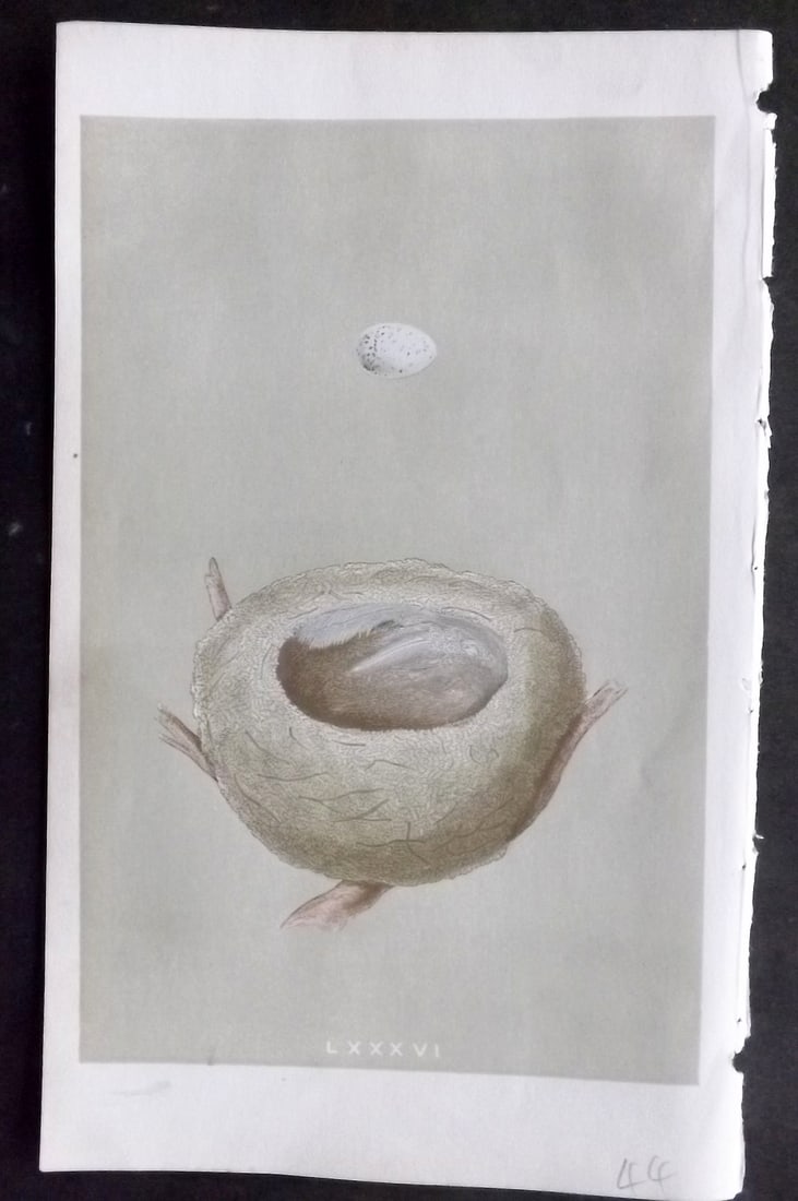 Morris, Francis 1855 Antique Bird Nest & Egg Print. Goldfinch 86: Woodblocks Published 1853-56, London for "A Natural History of the Nests and Eggs of British Birds" First Edition by the Rev. Francis Orpen Morris, printed Benjamin Fawcett. With accompanying descript