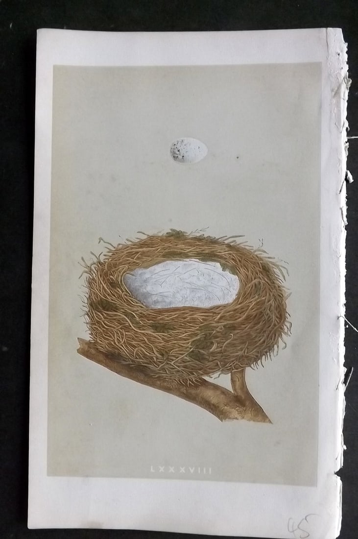 Morris, Francis 1855 Antique Bird Nest & Egg Print. Linnet 88: Woodblocks Published 1853-56, London for "A Natural History of the Nests and Eggs of British Birds" First Edition by the Rev. Francis Orpen Morris, printed Benjamin Fawcett. With accompanying descript