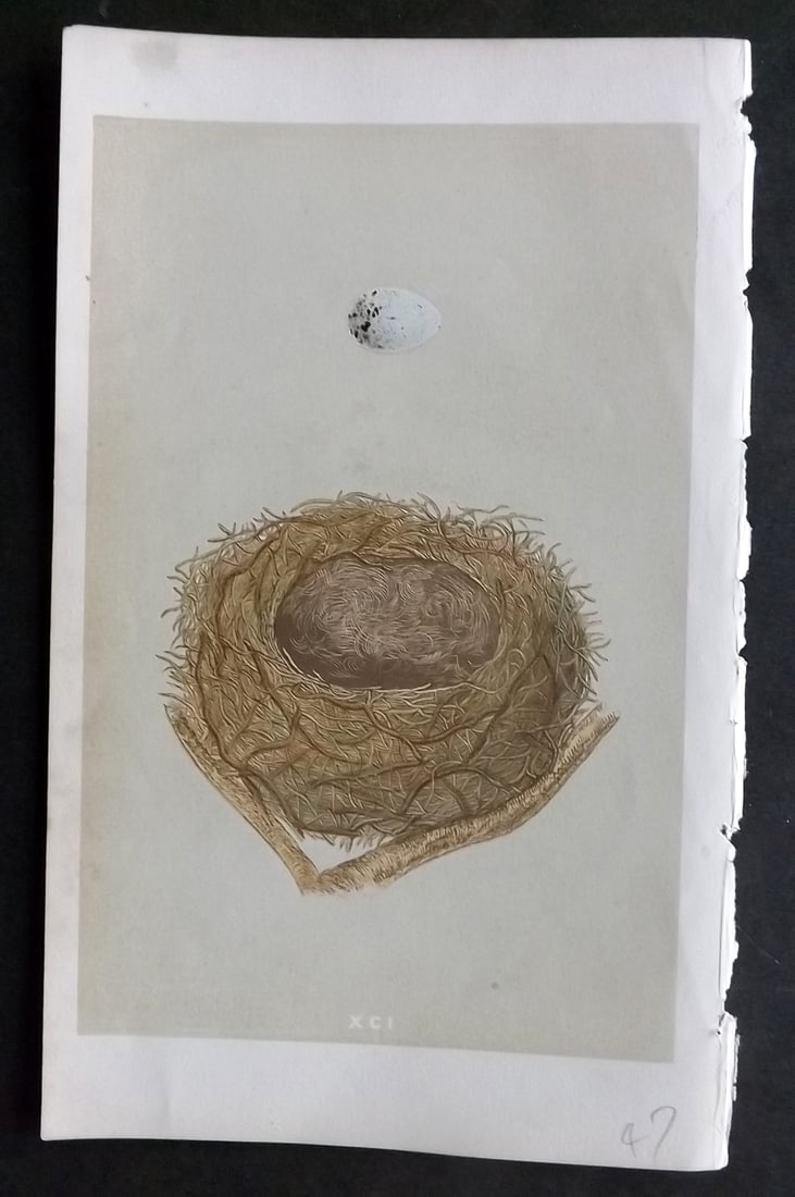 Morris, Francis 1855 Antique Bird Nest & Egg Print. Bullfinch 91: Woodblocks Published 1853-56, London for "A Natural History of the Nests and Eggs of British Birds" First Edition by the Rev. Francis Orpen Morris, printed Benjamin Fawcett. With accompanying descript