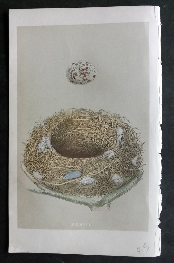 Morris, Francis 1855 Antique Bird Nest & Egg Print. Missel Thrush 98: Woodblocks Published 1853-56, London for "A Natural History of the Nests and Eggs of British Birds" First Edition by the Rev. Francis Orpen Morris, printed Benjamin Fawcett. With accompanying descript