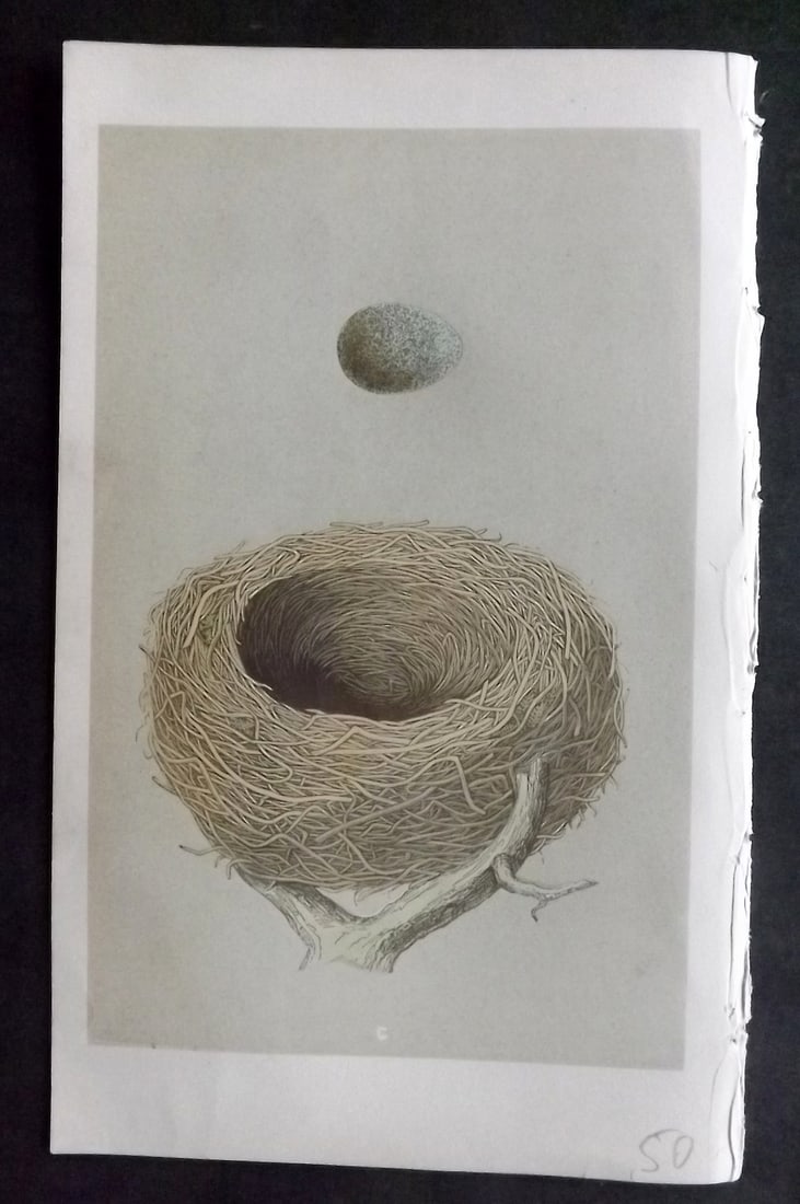 Morris, Francis 1855 Antique Bird Nest & Egg Print. Redwing 100: Woodblocks Published 1853-56, London for "A Natural History of the Nests and Eggs of British Birds" First Edition by the Rev. Francis Orpen Morris, printed Benjamin Fawcett. With accompanying descript