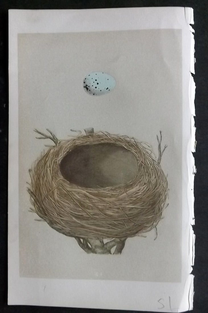 Morris, Francis 1855 Antique Bird Nest & Egg Print. Thrush 101: Woodblocks Published 1853-56, London for "A Natural History of the Nests and Eggs of British Birds" First Edition by the Rev. Francis Orpen Morris, printed Benjamin Fawcett. With accompanying descript