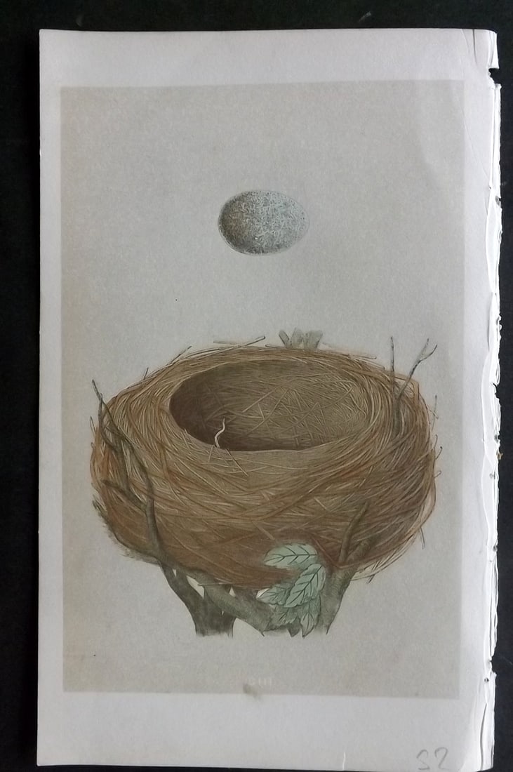 Morris, Francis 1855 Antique Bird Nest & Egg Print. Blackbird 103: Woodblocks Published 1853-56, London for "A Natural History of the Nests and Eggs of British Birds" First Edition by the Rev. Francis Orpen Morris, printed Benjamin Fawcett. With accompanying descript