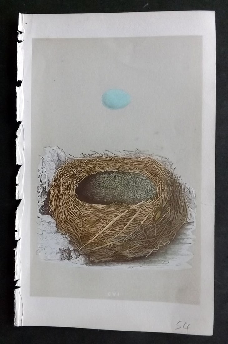 Morris, Francis 1855 Antique Bird Nest & Egg Print. Alpine Accentor 106: Woodblocks Published 1853-56, London for "A Natural History of the Nests and Eggs of British Birds" First Edition by the Rev. Francis Orpen Morris, printed Benjamin Fawcett. Lacking descriptive text (