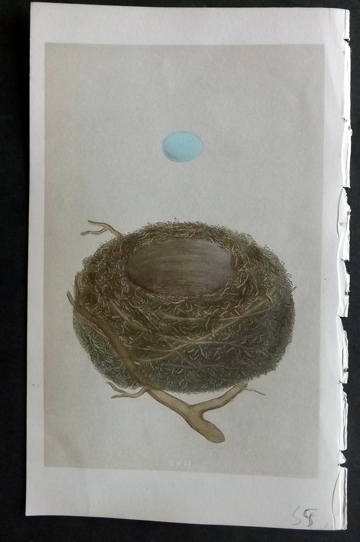 Morris, Francis 1855 Antique Bird Nest & Egg Print. Dunnock 107: Woodblocks Published 1853-56, London for "A Natural History of the Nests and Eggs of British Birds" First Edition by the Rev. Francis Orpen Morris, printed Benjamin Fawcett. With accompanying descript