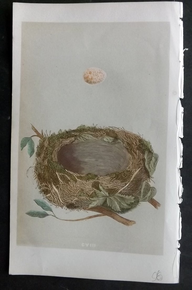 Morris, Francis 1855 Antique Bird Nest & Egg Print. Robin Redbreast 108: Woodblocks Published 1853-56, London for "A Natural History of the Nests and Eggs of British Birds" First Edition by the Rev. Francis Orpen Morris, printed Benjamin Fawcett. With accompanying descript