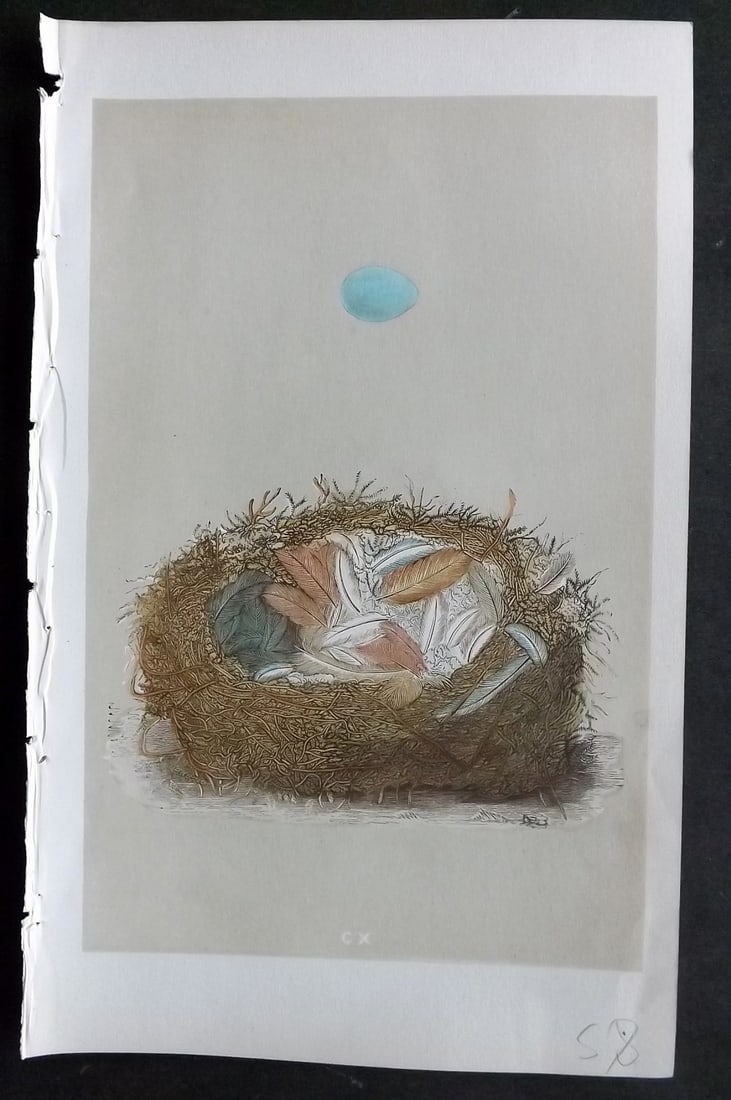 Morris, Francis 1855 Antique Bird Nest & Egg Print. Redstart 110: Woodblocks Published 1853-56, London for "A Natural History of the Nests and Eggs of British Birds" First Edition by the Rev. Francis Orpen Morris, printed Benjamin Fawcett. Lacking descriptive text (