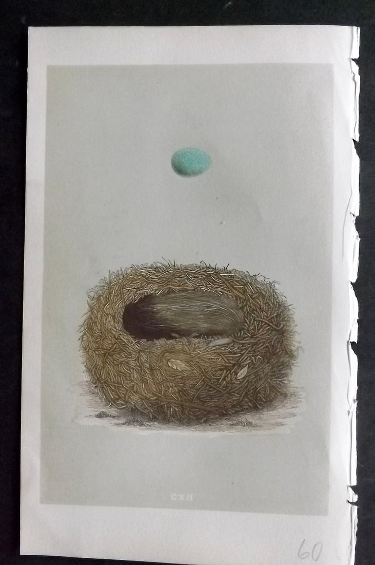 Morris, Francis 1855 Antique Bird Nest & Egg Print. Stonechat 112: Woodblocks Published 1853-56, London for "A Natural History of the Nests and Eggs of British Birds" First Edition by the Rev. Francis Orpen Morris, printed Benjamin Fawcett. With accompanying descript