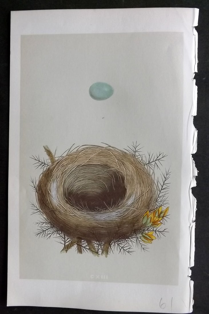 Morris, Francis 1855 Antique Bird Nest & Egg Print. Whinchat 113: Woodblocks Published 1853-56, London for "A Natural History of the Nests and Eggs of British Birds" First Edition by the Rev. Francis Orpen Morris, printed Benjamin Fawcett. With accompanying descript