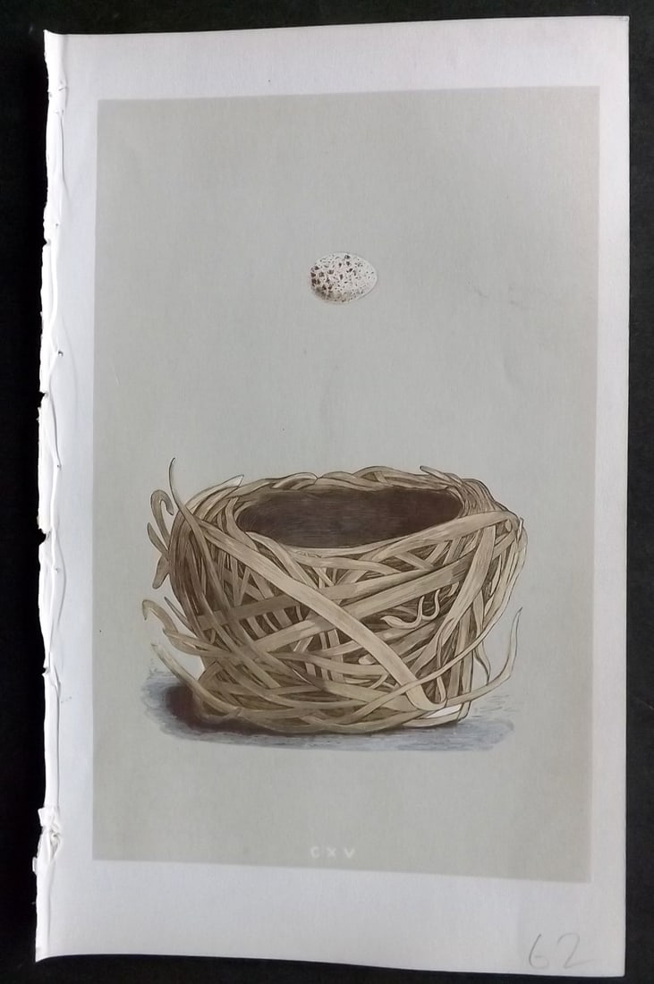 Morris, Francis 1855 Antique Bird Nest & Egg Print. Savi's Warbler 115: Woodblocks Published 1853-56, London for "A Natural History of the Nests and Eggs of British Birds" First Edition by the Rev. Francis Orpen Morris, printed Benjamin Fawcett. Lacking descriptive text.
