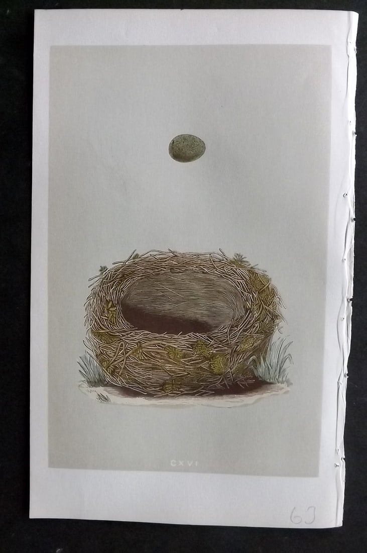 Morris, Francis 1855 Antique Bird Nest & Egg Print. Sedge Warbler 116: Woodblocks Published 1853-56, London for "A Natural History of the Nests and Eggs of British Birds" First Edition by the Rev. Francis Orpen Morris, printed Benjamin Fawcett. With accompanying descript