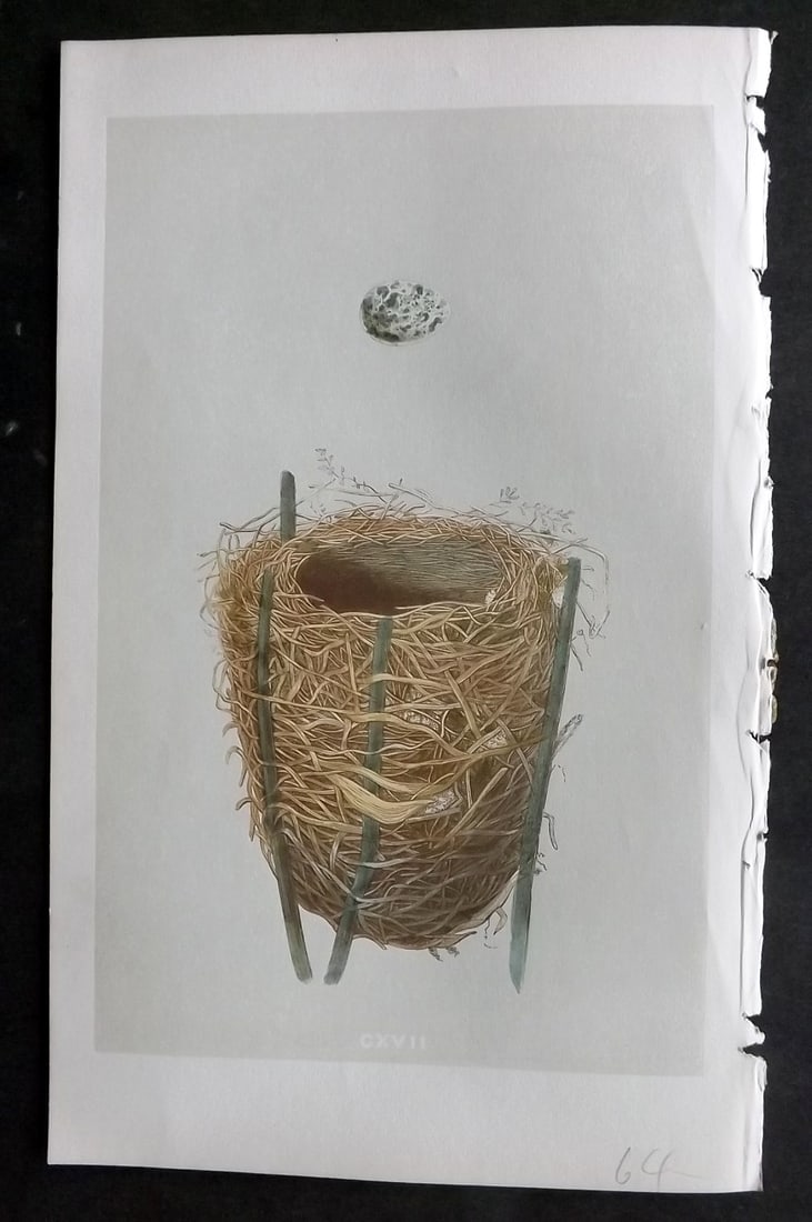 Morris, Francis 1855 Antique Bird Nest & Egg Print. Reed Warbler 117: Woodblocks Published 1853-56, London for "A Natural History of the Nests and Eggs of British Birds" First Edition by the Rev. Francis Orpen Morris, printed Benjamin Fawcett. With accompanying descript