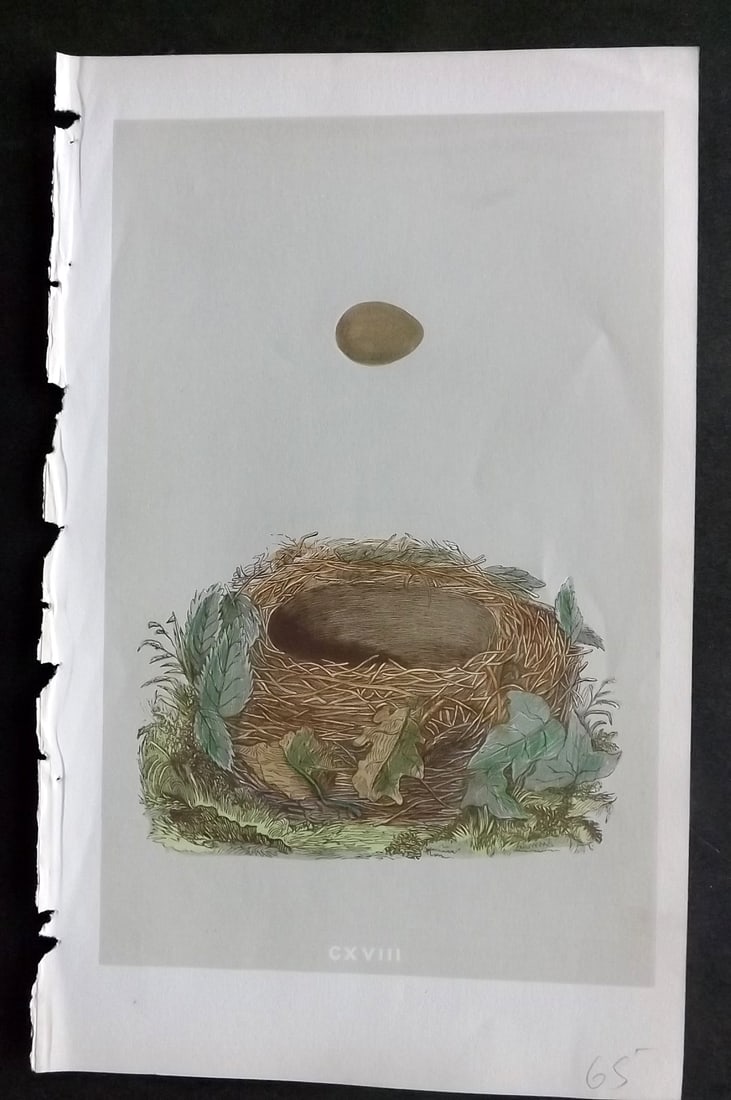 Morris, Francis 1855 Antique Bird Nest & Egg Print. Nightingale Warbler 118: Woodblocks Published 1853-56, London for "A Natural History of the Nests and Eggs of British Birds" First Edition by the Rev. Francis Orpen Morris, printed Benjamin Fawcett. Lacking descriptive text (