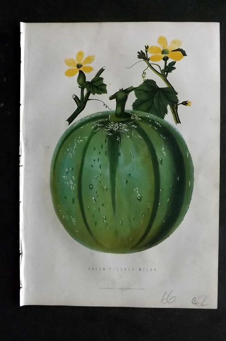 Anderson, James 1874 Fruit Print. Green Fleshed Melon: Woodblock Published 1874, London for "The New Practical Gardener, and Modern Horticulturist" by James Anderson. Printed in colours and finished by hand. Paper Size: 9.5 x 6.5 inch (24 x 16.5cm) Good C