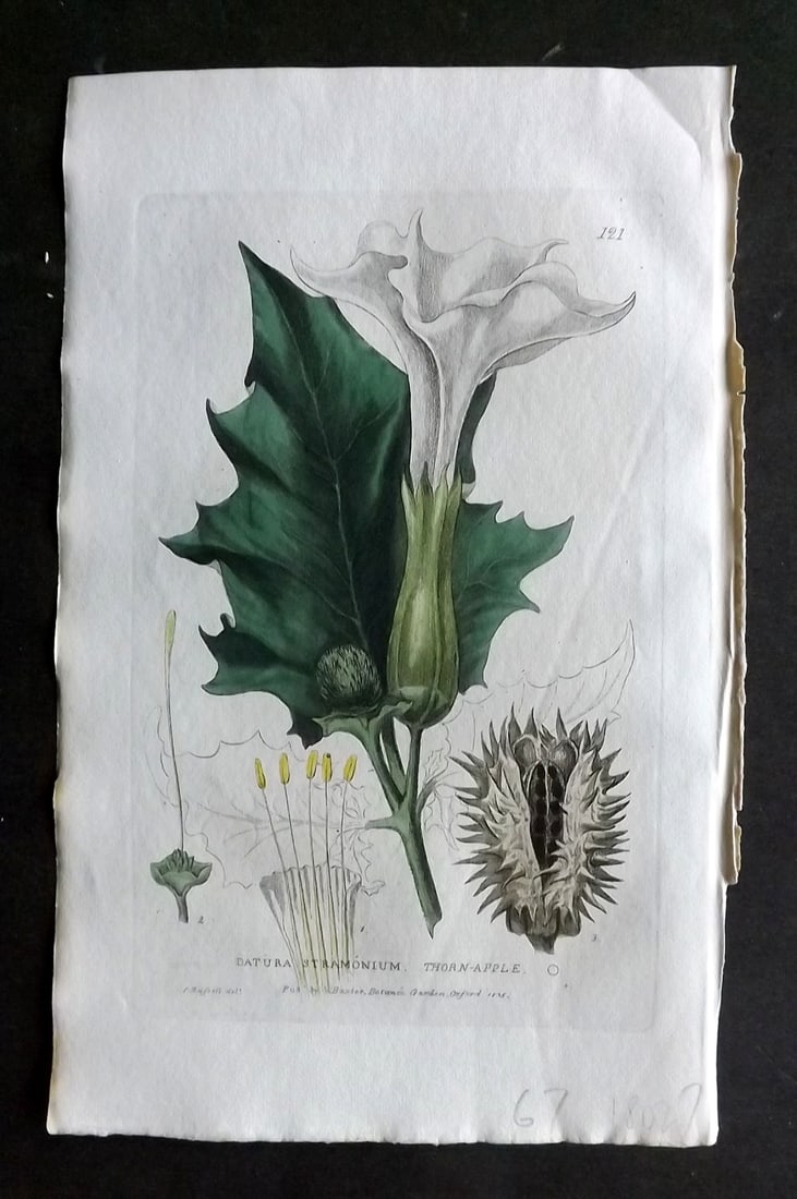 Baxter, George 1830's Hand Col Botanical Print. Thorn Apple 121: Hand Colored Etching Published 1834-43, Oxford for "British Phaenogamous Botany; or, Figures and Descriptions of British Flowering Plants" by William Baxter. Paper Size: 8.5 x 5.5 inch (22 x 14cm) Goo