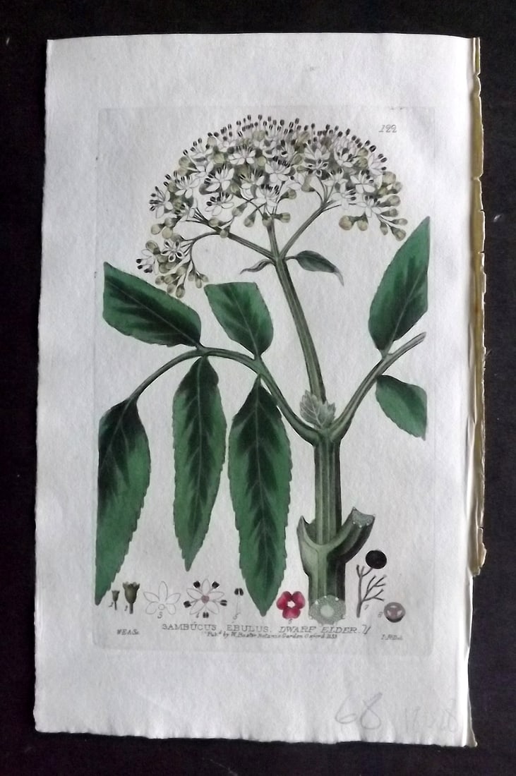 Baxter, George 1830's Hand Col Botanical Print. Dwarf Elder 122: Hand Colored Etching Published 1834-43, Oxford for "British Phaenogamous Botany; or, Figures and Descriptions of British Flowering Plants" by William Baxter. Paper Size: 8.5 x 5.5 inch (22 x 14cm) Goo