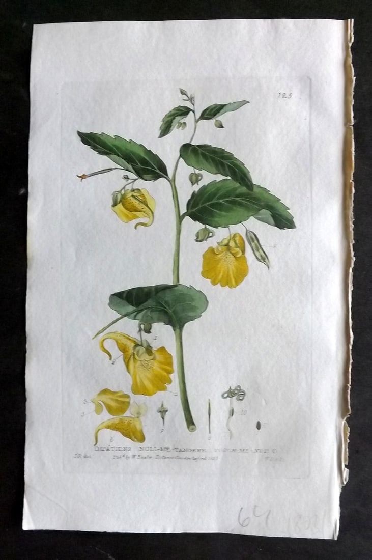 Baxter, George 1830's Hand Col Botanical Print. Touch me Not 125: Hand Colored Etching Published 1834-43, Oxford for "British Phaenogamous Botany; or, Figures and Descriptions of British Flowering Plants" by William Baxter. Paper Size: 8.5 x 5.5 inch (22 x 14cm) Goo