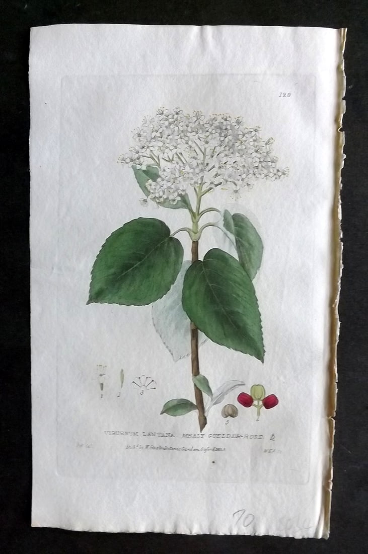 Baxter, George 1830's Hand Col Botanical Print. Mealy Guelder Rose 128: Hand Colored Etching Published 1834-43, Oxford for "British Phaenogamous Botany; or, Figures and Descriptions of British Flowering Plants" by William Baxter. Paper Size: 8.5 x 5.5 inch (22 x 14cm) Goo