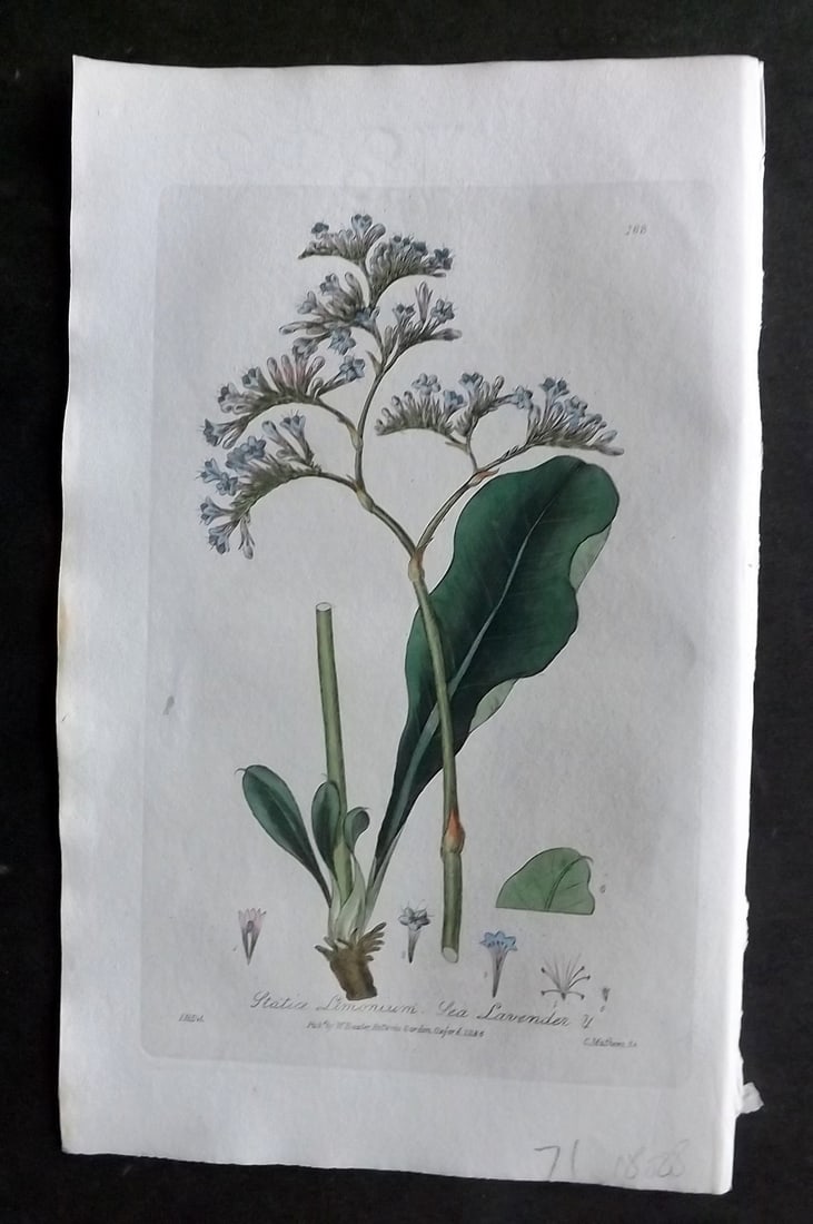 Baxter, George 1830's Hand Col Botanical Print. Sea Lavender 188: Hand Colored Etching Published 1834-43, Oxford for "British Phaenogamous Botany; or, Figures and Descriptions of British Flowering Plants" by William Baxter. Paper Size: 8.5 x 5.5 inch (22 x 14cm) Goo