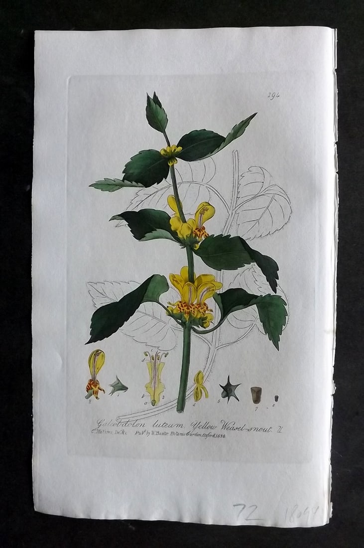 Baxter, George 1830's Hand Col Botanical Print. Yellow Weasel Snout 194: Hand Colored Etching Published 1834-43, Oxford for "British Phaenogamous Botany; or, Figures and Descriptions of British Flowering Plants" by William Baxter. Paper Size: 8.5 x 5.5 inch (22 x 14cm) Goo