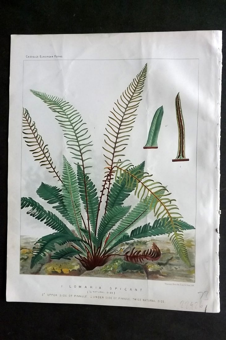 Britten, James 1881 Antique Fern Print. Lomaria Spicant: Chromolithograph Published 1879-81 by Cassell & Co., London for "European Ferns" by James Britten. Paper Size: 10.5 x 8 inch (27 x 21cm) Good Condition