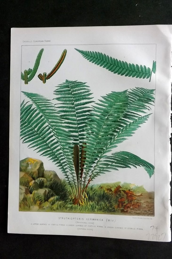 Britten, James 1881 Antique Fern Print. Struthiopteris Germanica: Chromolithograph Published 1879-81 by Cassell & Co., London for "European Ferns" by James Britten. Paper Size: 10.5 x 8 inch (27 x 21cm) Good Condition