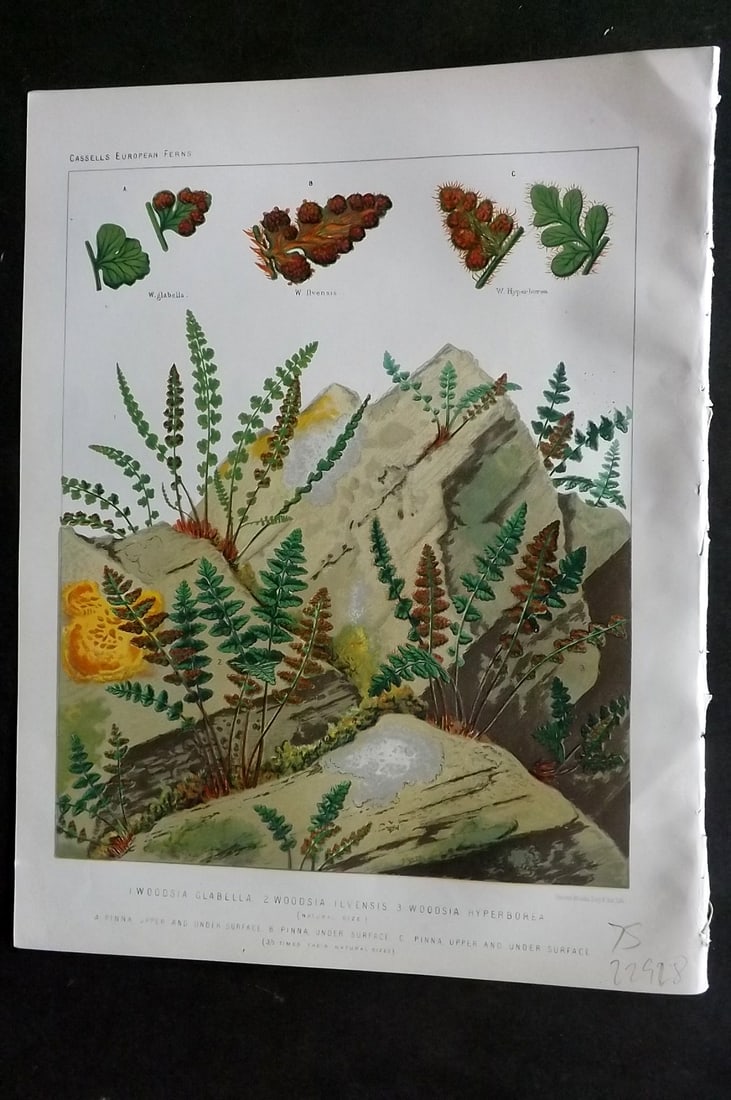 Britten, James 1881 Antique Fern Print. Woodsia Glabella, Ilvensis, Hyperborea: Chromolithograph Published 1879-81 by Cassell & Co., London for "European Ferns" by James Britten. Paper Size: 10.5 x 8 inch (27 x 21cm) Good Condition