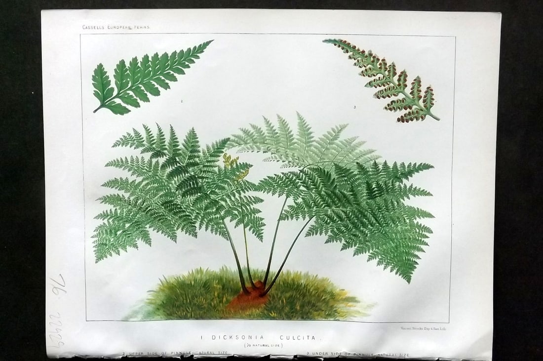 Britten, James 1881 Antique Fern Print. Dicksonia Culcita: Chromolithograph Published 1879-81 by Cassell & Co., London for "European Ferns" by James Britten. Paper Size: 10.5 x 8 inch (27 x 21cm) Good Condition