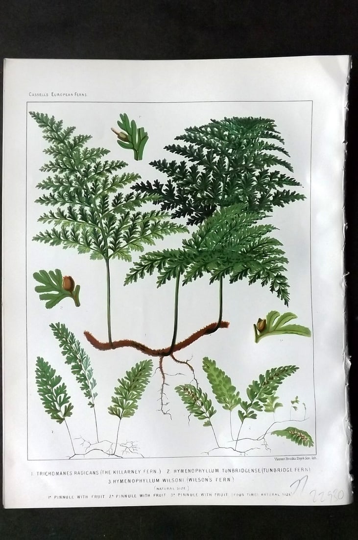 Britten, James 1881 Antique Fern Print. Killarney Fern, Tunbridge Fern, Wilson's Fern: Chromolithograph Published 1879-81 by Cassell & Co., London for "European Ferns" by James Britten. Paper Size: 10.5 x 8 inch (27 x 21cm) Good Condition