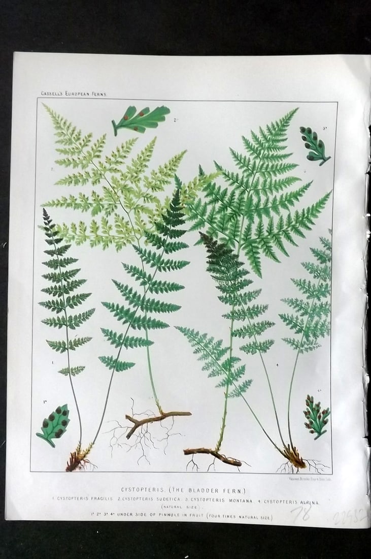 Britten, James 1881 Antique Fern Print. The Bladder Fern: Chromolithograph Published 1879-81 by Cassell & Co., London for "European Ferns" by James Britten. Paper Size: 10.5 x 8 inch (27 x 21cm) Good Condition