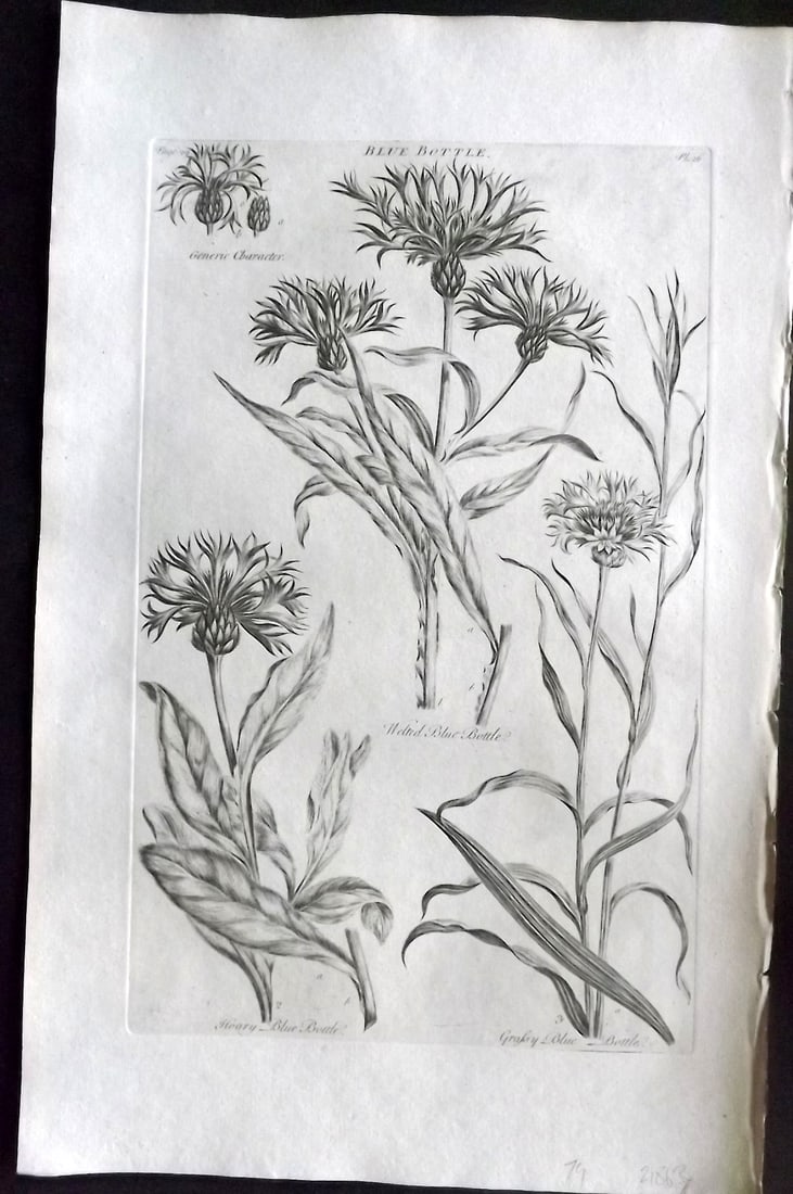 Hill, John 1760's Large Folio Botanical Print. Blue Bottle 26: Folio Copper Plate Published London 1759-75 for "The Vegetable System" First & Folio Edition by John Hill. Paper Size: 19 x 12 inch (48 x 30cm) Very minor margin toning. Good Condition