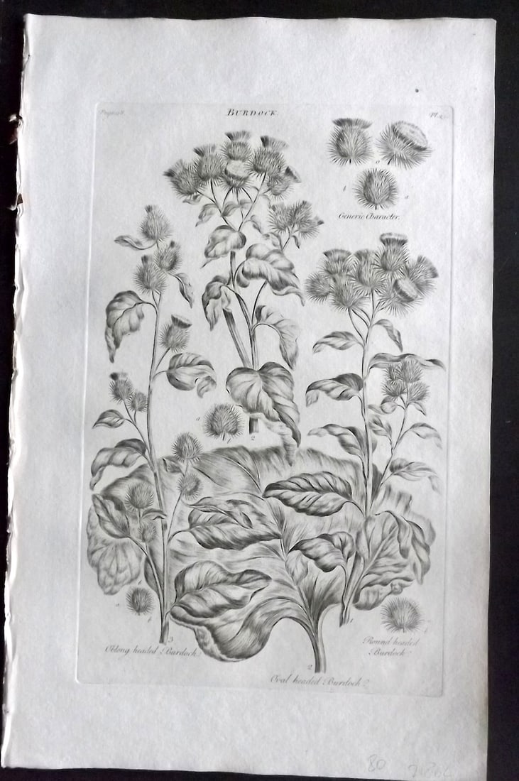 Hill, John 1760's Large Folio Botanical Print. Burdock 25: Folio Copper Plate Published London 1759-75 for "The Vegetable System" First & Folio Edition by John Hill. Paper Size: 19 x 12 inch (48 x 30cm) Very minor margin toning. Good Condition