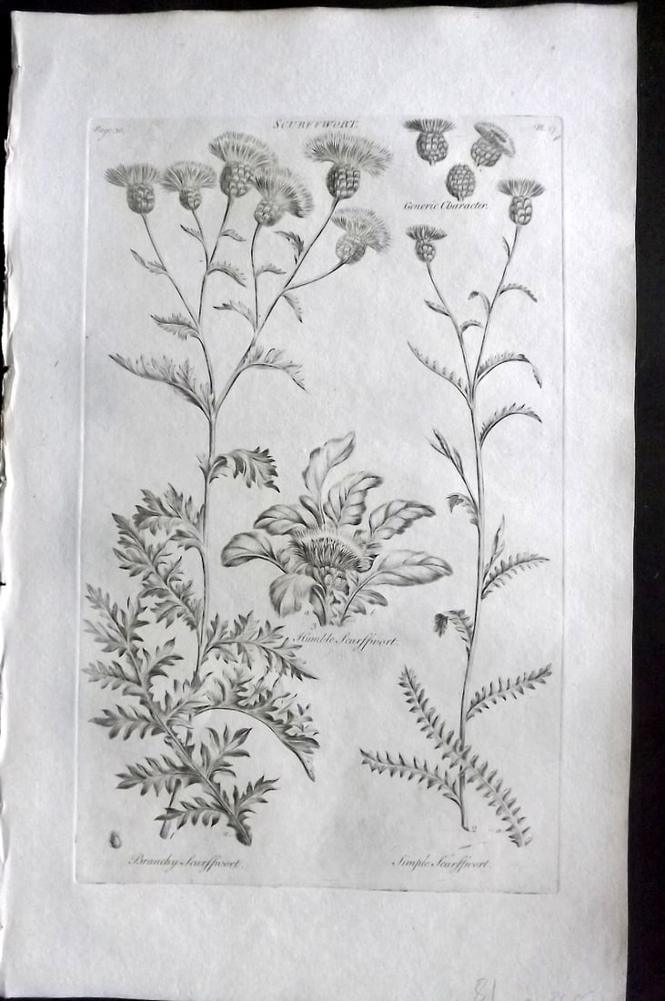 Hill, John 1760's Large Folio Botanical Print. Scurffwort 27 (1 of 1)