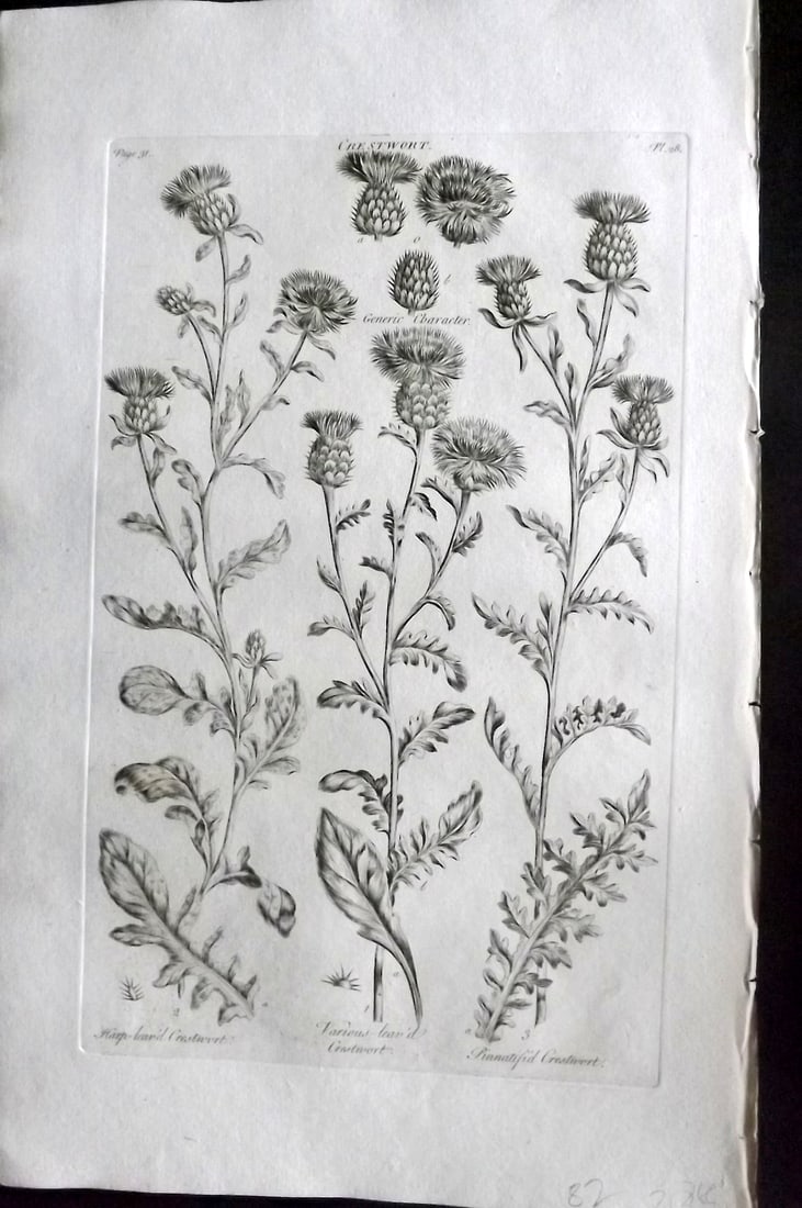 Hill, John 1760's Large Folio Botanical Print. Crestwort 28: Folio Copper Plate Published London 1759-75 for "The Vegetable System" First & Folio Edition by John Hill. Paper Size: 19 x 12 inch (48 x 30cm) Very minor margin toning. Good Condition