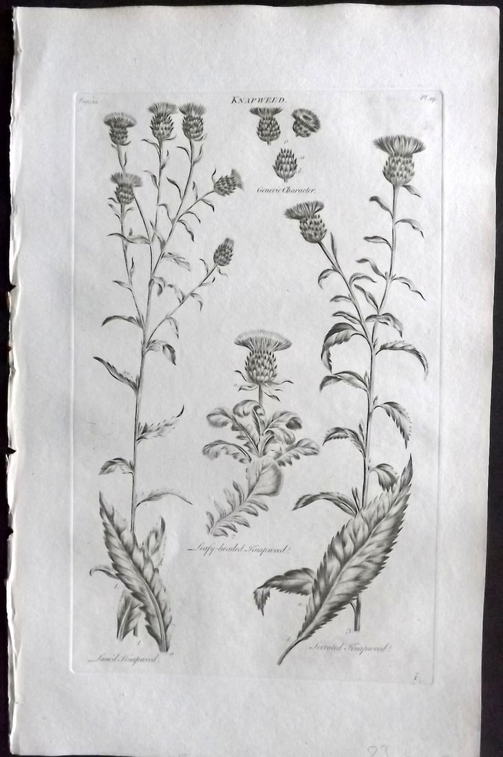 Hill, John 1760's Large Folio Botanical Print. Knapweed 29: Folio Copper Plate Published London 1759-75 for "The Vegetable System" First & Folio Edition by John Hill. Paper Size: 19 x 12 inch (48 x 30cm) Very minor margin toning. Good Condition