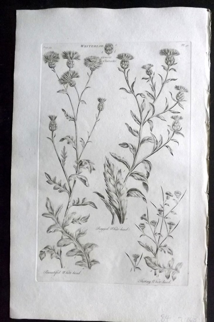 Hill, John 1760's Large Folio Botanical Print. Whitehead 30: Folio Copper Plate Published London 1759-75 for "The Vegetable System" First & Folio Edition by John Hill. Paper Size: 19 x 12 inch (48 x 30cm) Very minor margin toning. Good Condition