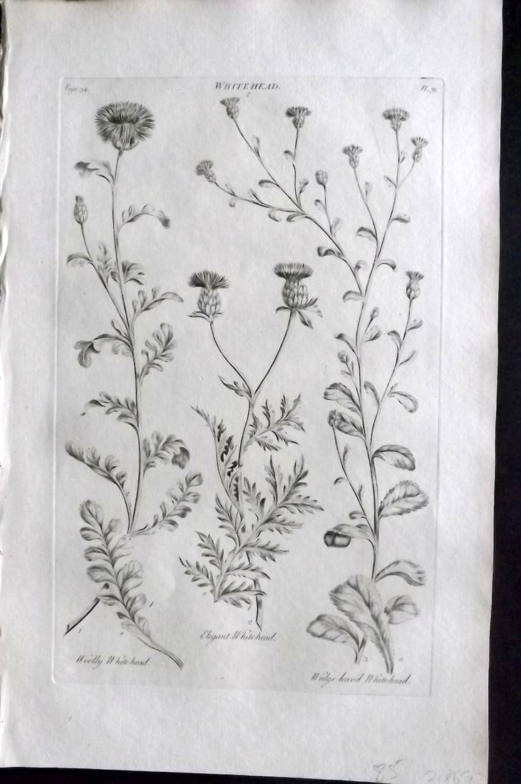 Hill, John 1760's Large Folio Botanical Print. Whitehead 31: Folio Copper Plate Published London 1759-75 for "The Vegetable System" First & Folio Edition by John Hill. Paper Size: 19 x 12 inch (48 x 30cm) Very minor margin toning. Good Condition